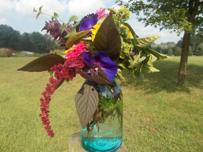 plants-that-repel-bugs